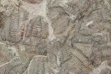 Ordovician Trilobite Mortality Plate - Tafraoute, Morocco #370550-1